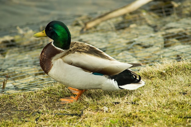 Photo close-up of mallard duck on field