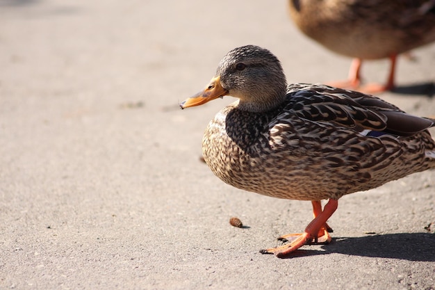 Close-up of mallard duck