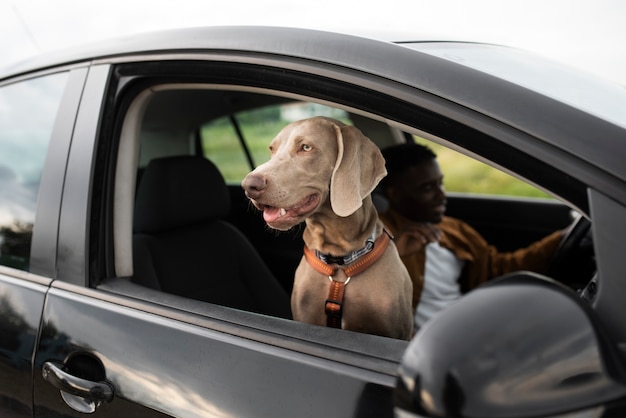 Close up man driving with smiley dog