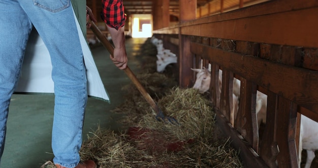 Close up man farmer giving fresh hay to goat standing barn stall Farm employee feeding cattle herd in farmland Man caring domestic animals in modern goats farm