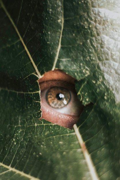 Close-up of man peeking through hole in leaf