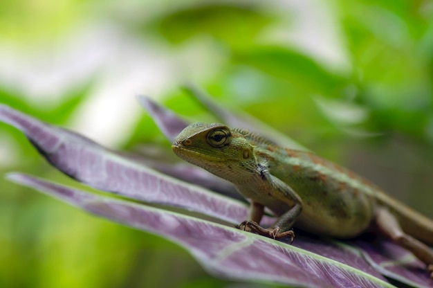 Close up of the maned forest Lizard (Bronchocela jubata), in shallow focus