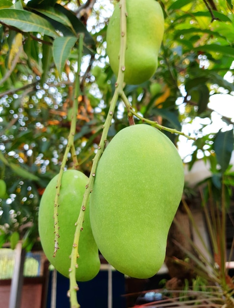 Photo close-up of mango fruit growing on tree