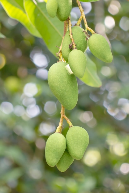 Close-up of mango on tree