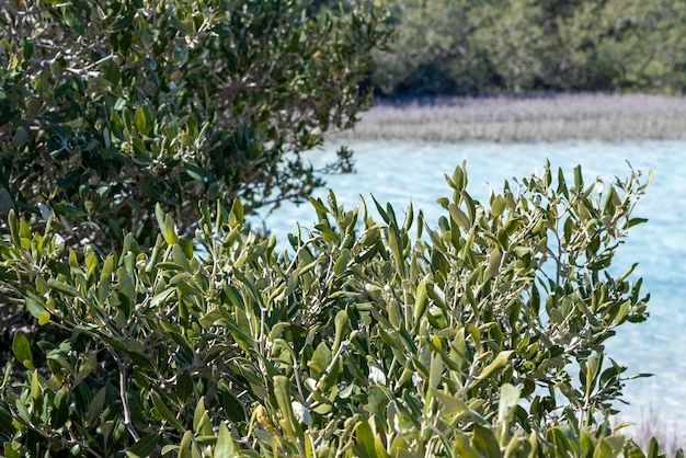 Close up of mangrove trees leaves egyptian mangrove grove strait shore of the red sea ras mohammed