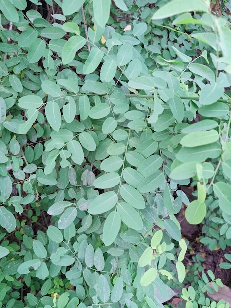 A close up of a mangsian plant with small leaves