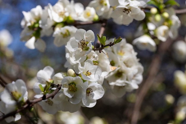 Close up many delicate white blossoms of white Chaenomeles japonica shrub commonly known as Japanese or Maule's quince in a sunny spring garden beautiful Japanese blossoms floral background sakura