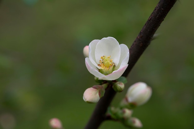 Close up many delicate white blossoms of white Chaenomeles japonica shrub commonly known as Japanese or Maule's quince in a sunny spring garden beautiful Japanese blossoms floral background sakura