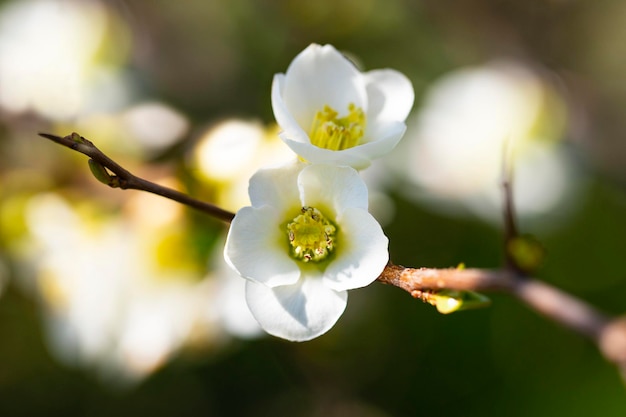 Close up many delicate white blossoms of white Chaenomeles japonica shrub