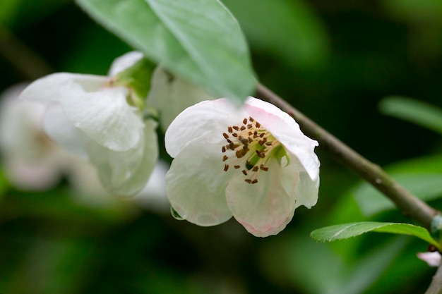 Close up many delicate white blossoms of white Chaenomeles japonica shrub