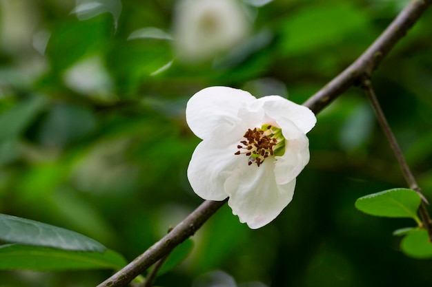 Close up many delicate white blossoms of white Chaenomeles japonica shrub