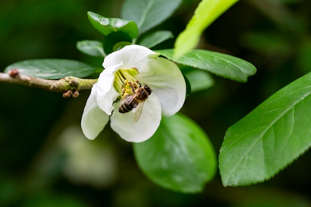 Close up many delicate white blossoms of white Chaenomeles japonica shrub