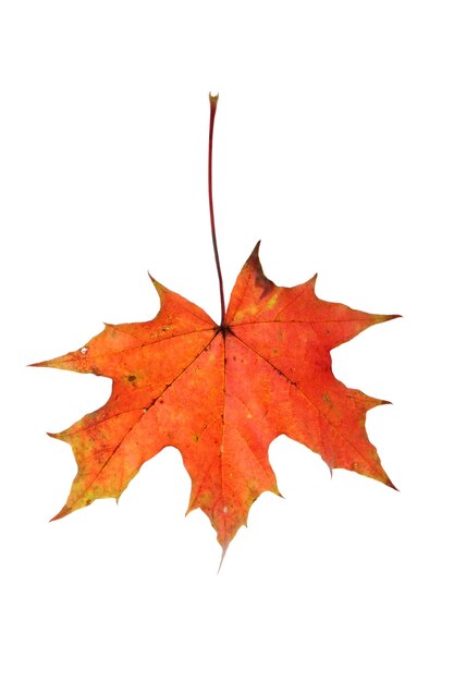 Close-up of maple leaf against white background