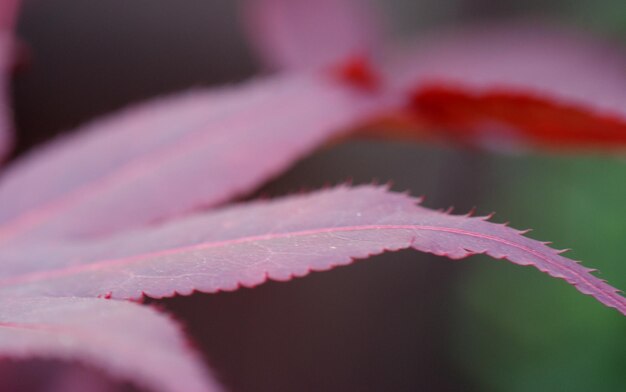 Photo close-up of maple leaf during autumn