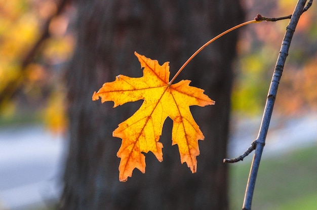 Photo close-up of maple leaf on tree