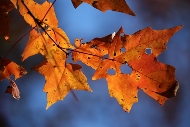 Close-up of maple leaves against sky