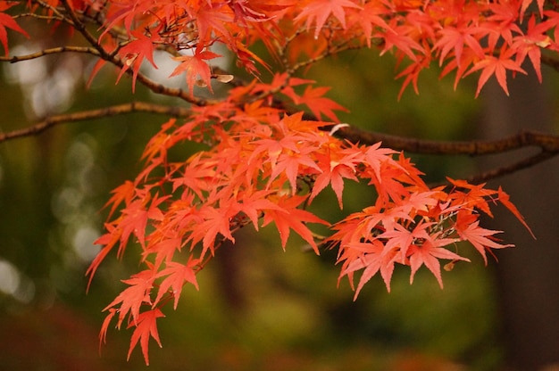 Photo close-up of maple leaves on branch