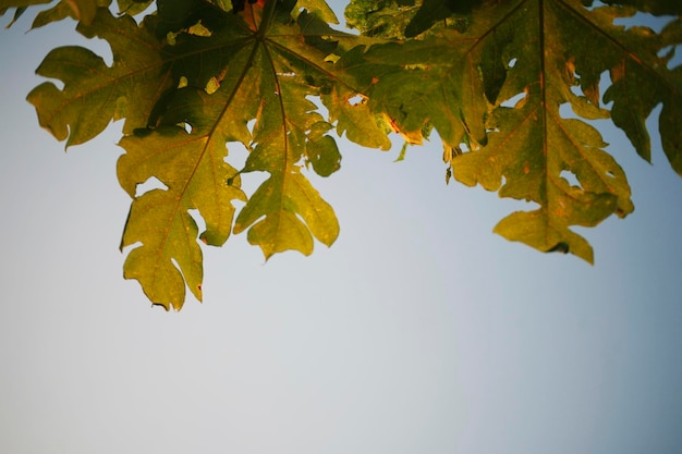 Close-up of maple leaves