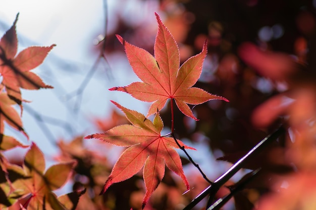 Close-up of maple leaves