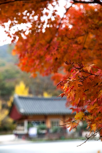 Close-up of maple tree against sky