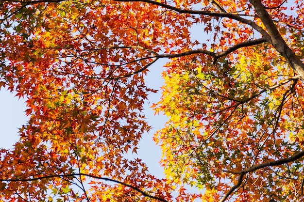 Close up Of Maple Tree leaves During Autumn with color change on leaf in orange yellow and red falling natural background texture autumn concept