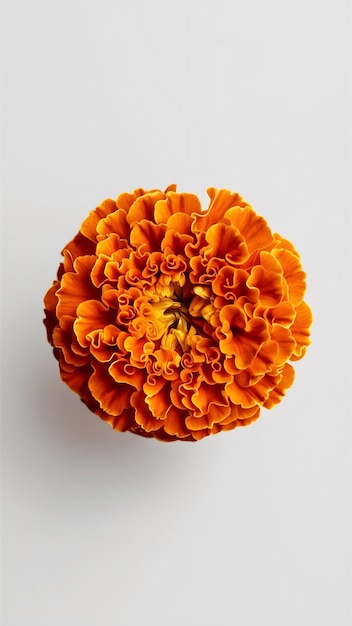 Photo close up marigold flower isolated on white background