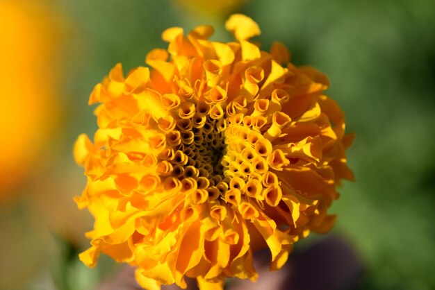 Photo close-up of marigold flower