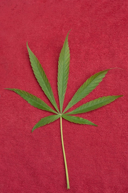 Close up of a marijuana leaf on a red background