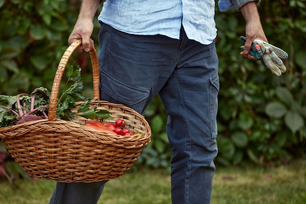 Close up of a mature male farmer is holding a basket with fresh harvested at the moment vegetables satisfied with his harvest