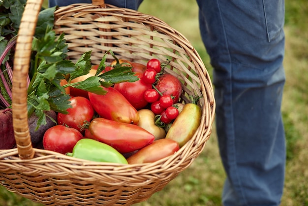 Close up of a mature male farmer is holding a basket with fresh harvested at the moment vegetables satisfied with his harvest