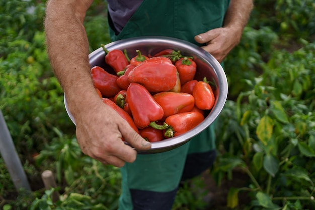 Close up mature man rough hands holding a bowl with red paprika on backyard garden Proud Caucasian man farmer harvesting vegetables