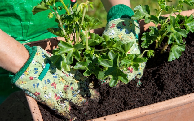 Close up of mature woman hands potting geranium flowers