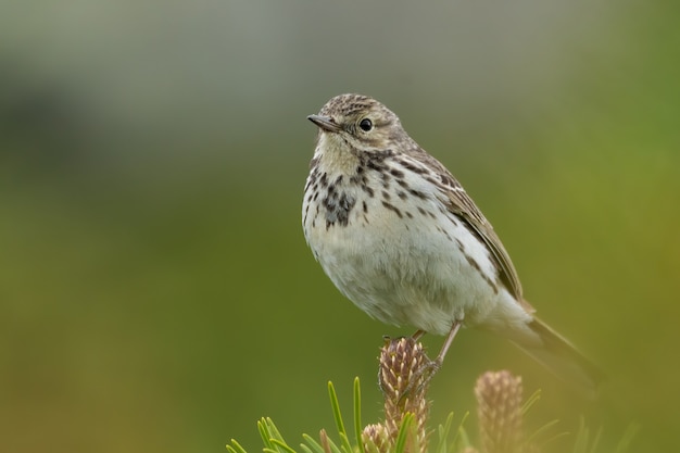 Close-up of a meadow pipit in nature