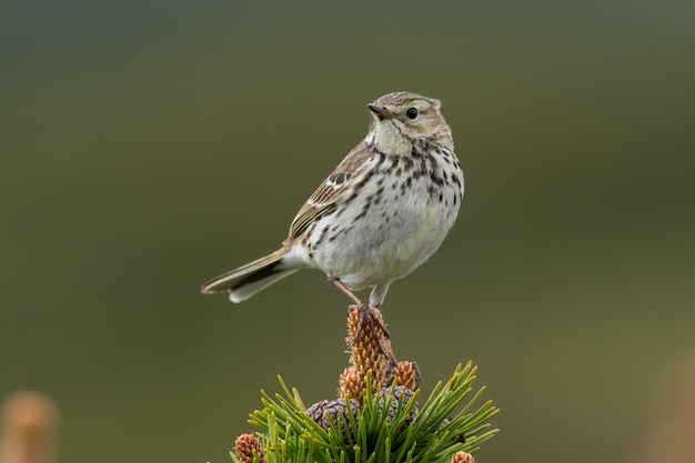 Close-up of a meadow pipit in nature