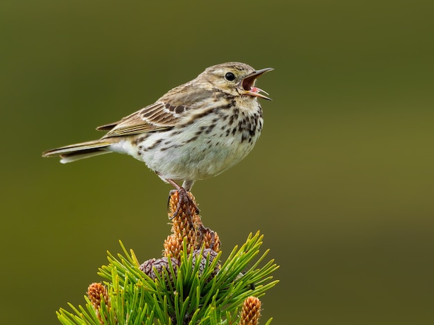 Close-up of a meadow pipit in nature