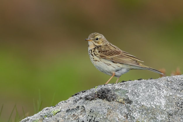 Close-up of a meadow pipit in nature