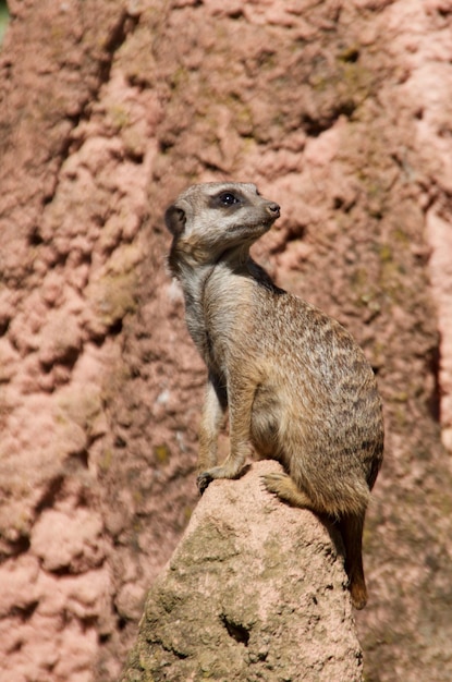 Close-up of meercat standing on rock