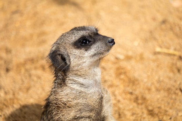 Photo close-up of a meerkat looking away