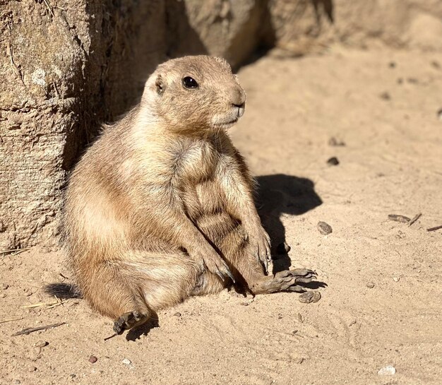 Close-up of meerkat