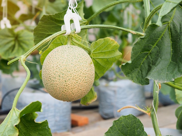 Close-up of melon fruit on tree