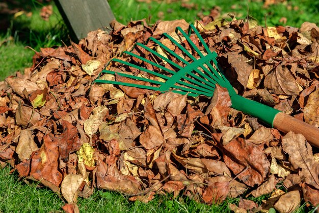 CLOSE UP: A metal green fan rake is lying on a pile with yellowed and withered autumn leaves.