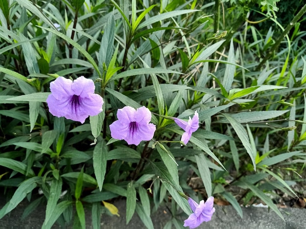 Close up of mexican petunia plant