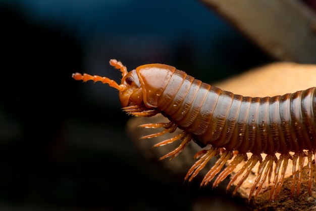 Close up of the millipede walking