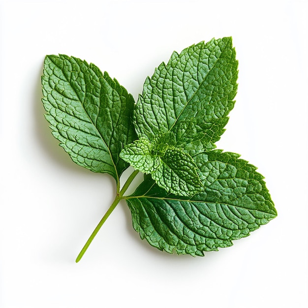 a close up of a mint leaf with a green leaf on it