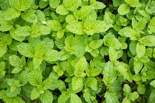 Close up mint leaves plant grow in organic vegetable garden