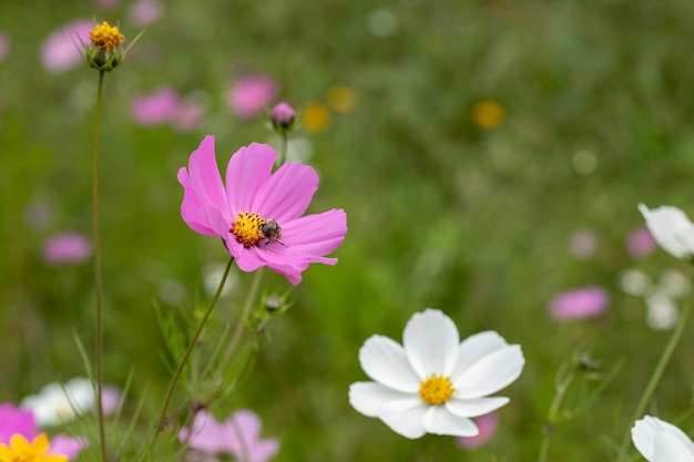 Close up to Mirasol flowers or cosmos bipinnatus in the field outdoors