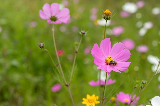 Close up to Mirasol flowers or cosmos bipinnatus in the field outdoors