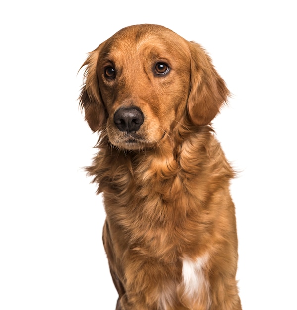 Close-up of Mixed-breed dog, cut out