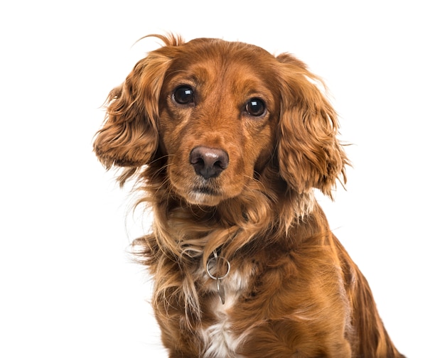 Close-up of a Mixed-breed dog, cut out