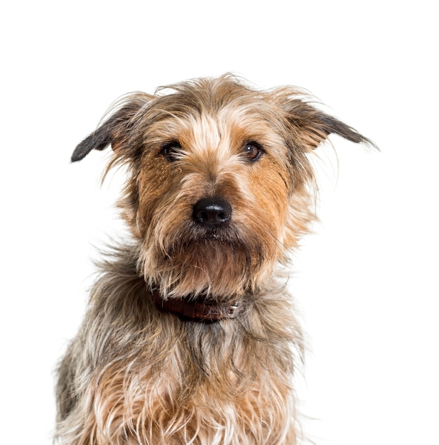 Close-up of mixed-breed dog